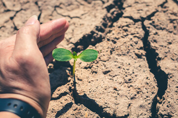 Hand for planting tree back to the forest, Creating awareness for love wild.