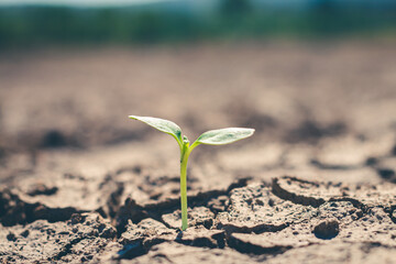 Young tree that is born from a plant that is growing.
