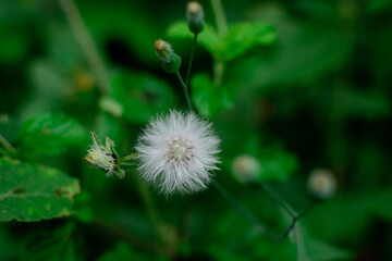 Beautiful flower with bright and lovely colors