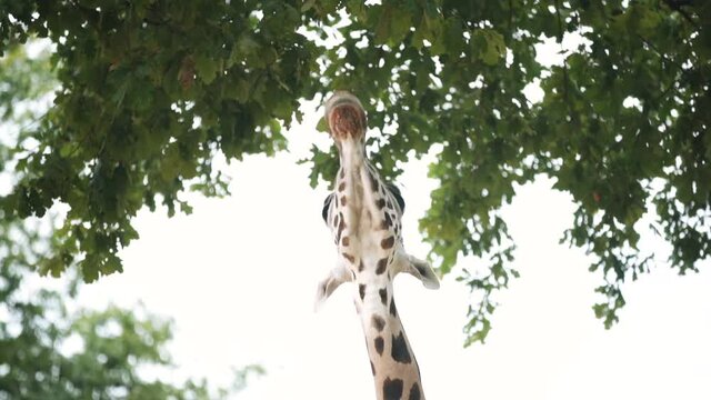 Giraffe trying to eat leaves