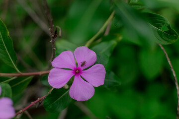 Fototapeta premium Beautiful flower with bright and lovely colors