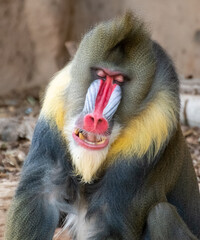 A colorful mandrill relaxes with its eyes closed.