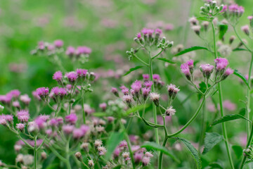 Beautiful flower with bright and lovely colors
