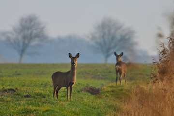 Deers in the snowy meadow.