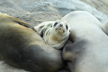 Sleepy Sea Lion Pup