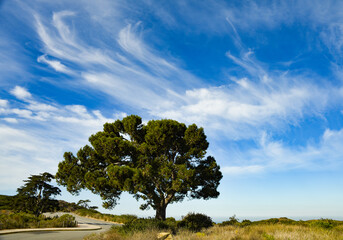 Beautiful Tree Crowned with Horse Tail Clouds