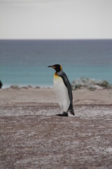 King Penguin, Volunteer Point, East Falkland.