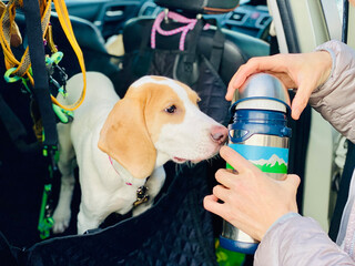 車の中から水筒に鼻を近づける犬