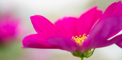 Closeup of yellow pollen of pink purple flower using as background natural plants, ecology flora cover page concept.