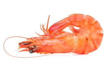 shrimps on a white background