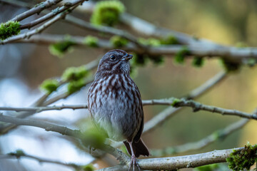 one female sparrow resting on the moss-covered tree branches in the park under the shade