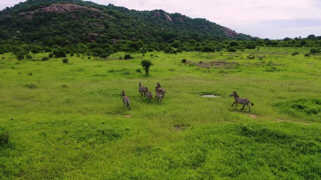 Zebra family running across the savannah Tanzania