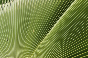 Fototapeta premium Livistona saribus is a type of palm plant that has large, fan-like leaves. a suitable plant as a home or office decoration. palm leaf details for background purposes