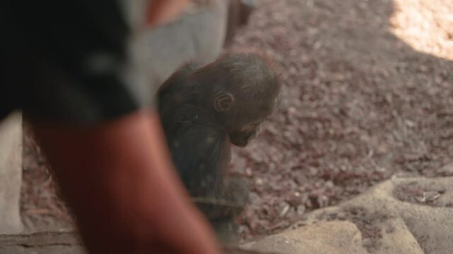 Man at the Zoo knocks against glass to get Gorilla babies attention