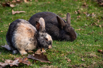 two chubby rabbit eating on the brown leaves filled grass field in the park
