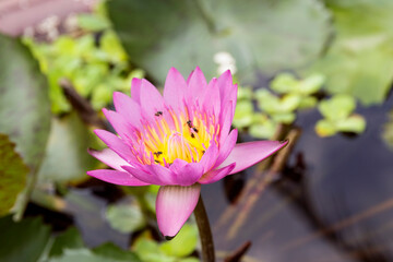 Natural photos: Water lily flowers (Viet Nam)