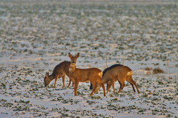 Deers in the snowy meadow in winter.