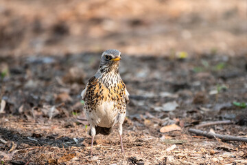 Fieldfare, Turdus pilaris, on a sprng lawn.