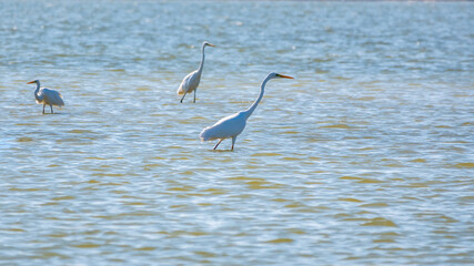 The white herons stands in the lake