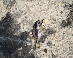 Fish carcass on gray concrete  with black stain, Carcasses of sea creatures that have been removed on land