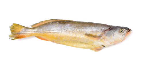 Yellow Croaker Fish On White background 