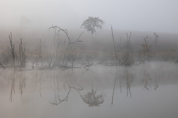 Group of dead trees in the forest around a lake with mist at Petchabun , Thailand.