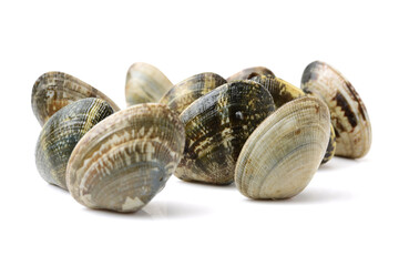 Stacked fresh raw clams on white background
