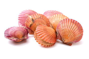 lots of scallop sea shells on white background