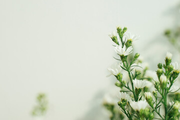 a bunch of baby breath flowers over white background.