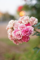 White, Pink rose flower on nature blurred background. Colorful, beautiful, delicate rose in the garden.