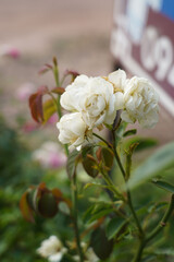 White, Pink rose flower on nature blurred background. Colorful, beautiful, delicate rose in the garden.