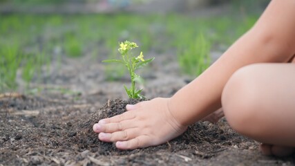 Little kid hand planting seedlings growing tree in soil on garden. Child plant young tree by hand for growth in the morning. Forestry environments ecology Earth Day and New Life concept. slow motion