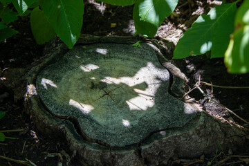 tree stump in forest