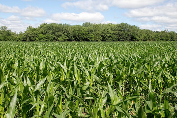 Fototapeta na wymiar Illinois Corn Field with Tree Line under a Cloudy Blue Sky