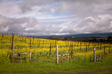 Fototapeta na wymiar vineyard with yellow mustard flowers in California winter in Carneros valley
