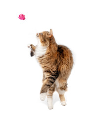 Cat catching a toy. Cute female kitty standing, twisting and turning on hindlegs to fetch paper ball. Cat in motion. Concept for playing with cats or superior hunting skills. Selective focus