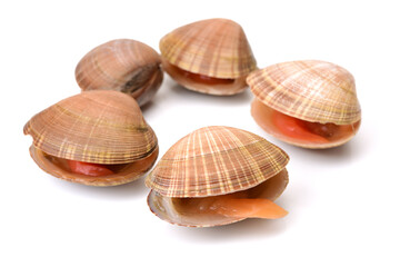 clams isolated on white background