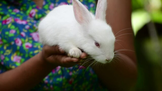 Fluffy and adorable Red-eyed Albino white rabbit resting on the warmth of a young girl's hands, light passing through long ears make veins visible, the concept of a friendship 4k video clip.