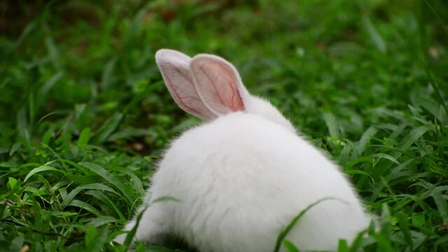 Cute and cuddly albino bunny rabbit baby on the grass field, Got red eyes and long eyelashes, Long ears up, Light passing through the long ears and pink veins clearly visible. Eating grass 4k clip.