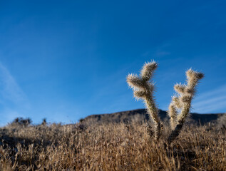 Cholla cactus, Cylindropuntia sp., growing in the desert at Red Rock Canyon, NV.