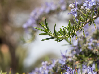 Spring growth of herbal rosemary leaves.