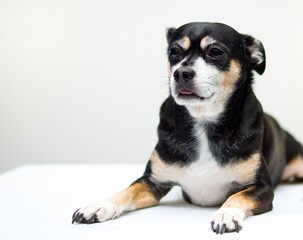 A mix Chihuahua Rat Terrier on a table, expressing concern