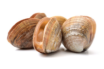 clams isolated on white background