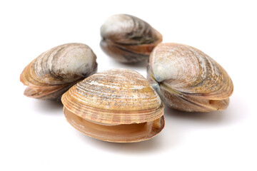 clams isolated on white background