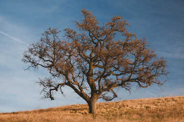 Gnarled Tree on a Hill with Blue Sky and Some Clouds