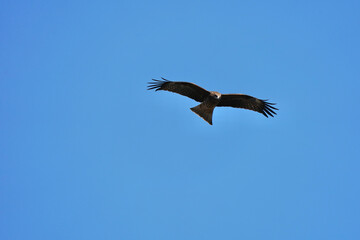Fototapeta na wymiar black kite in flight