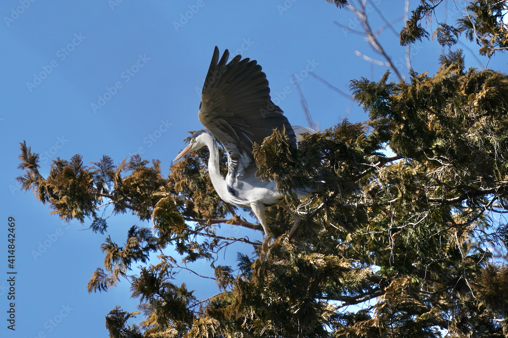 Wall mural gray heron in the forest