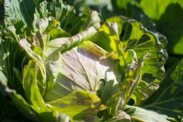A close-up of fresh cabbage planted in Japanese fields 