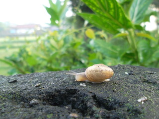 snail on a leaf