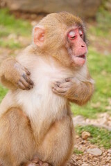 Obraz premium 野生の猿